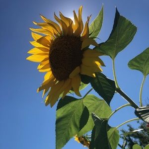 Meet your Posher, Shelby